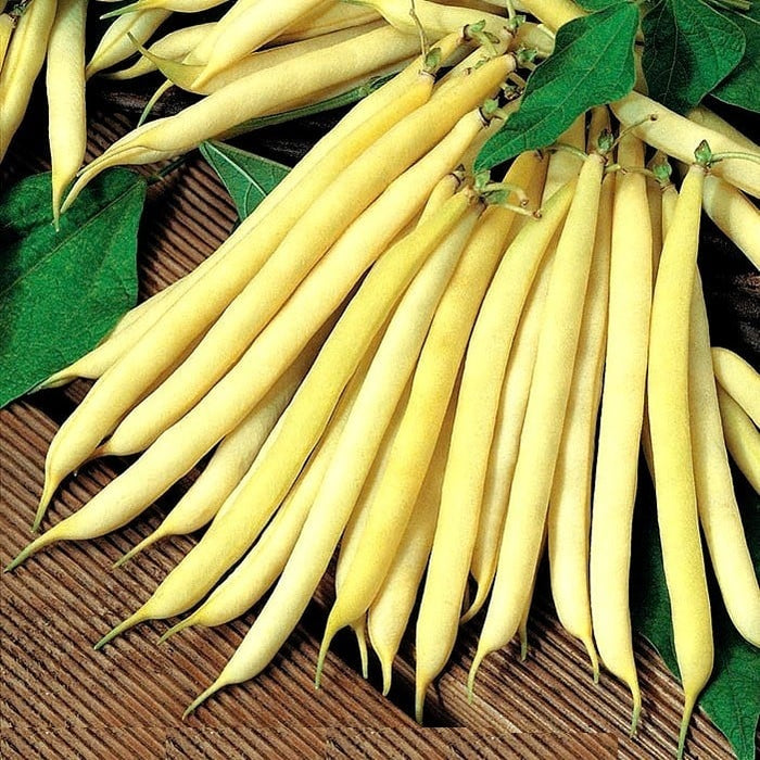Seminte de Fasole Oloaga Maxidor, 250 gr