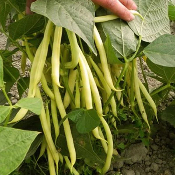 Seminte de Fasole Oloaga Maxidor, 250 gr
