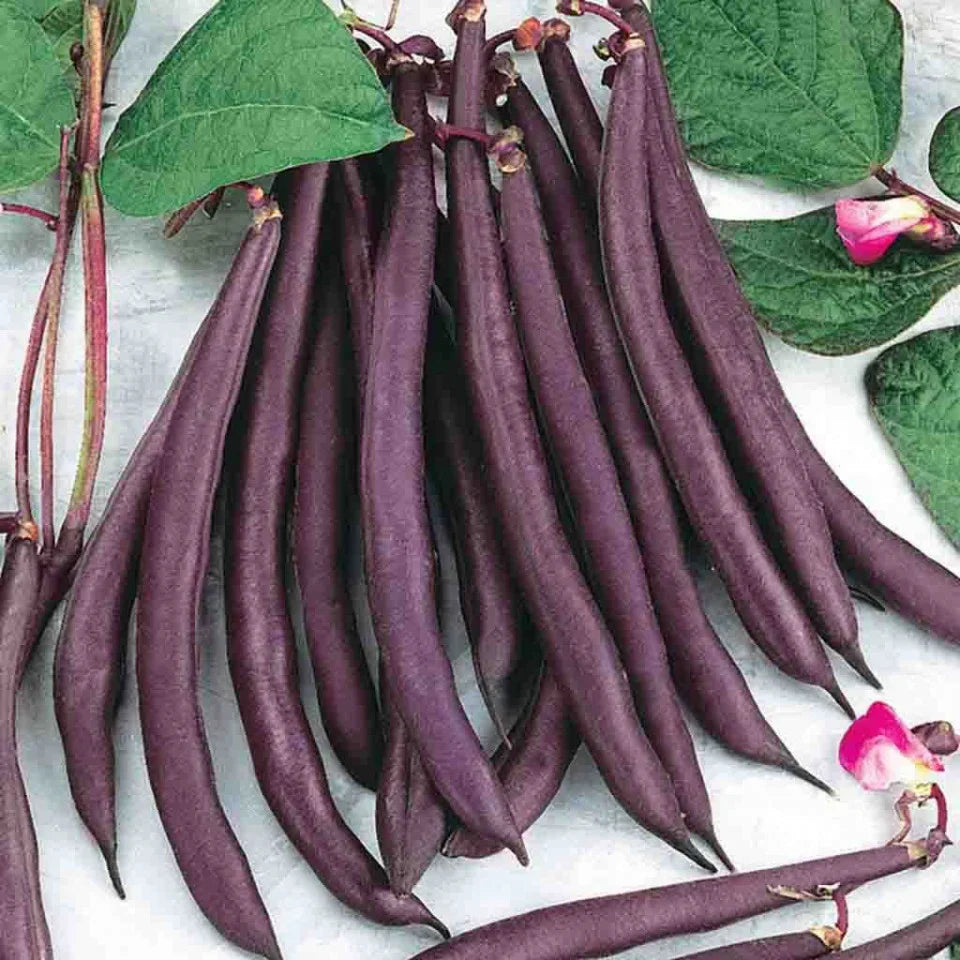 Semințe de Fasole Urcătoare Violetto , 70 gr