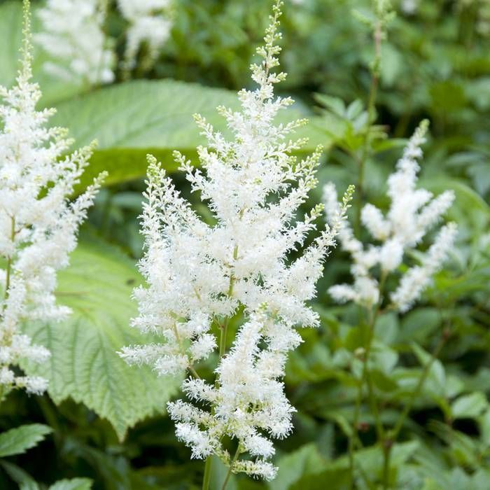 Bulbi de Astilbe "Diamant", Alb, 1 Bucata la ghiveci