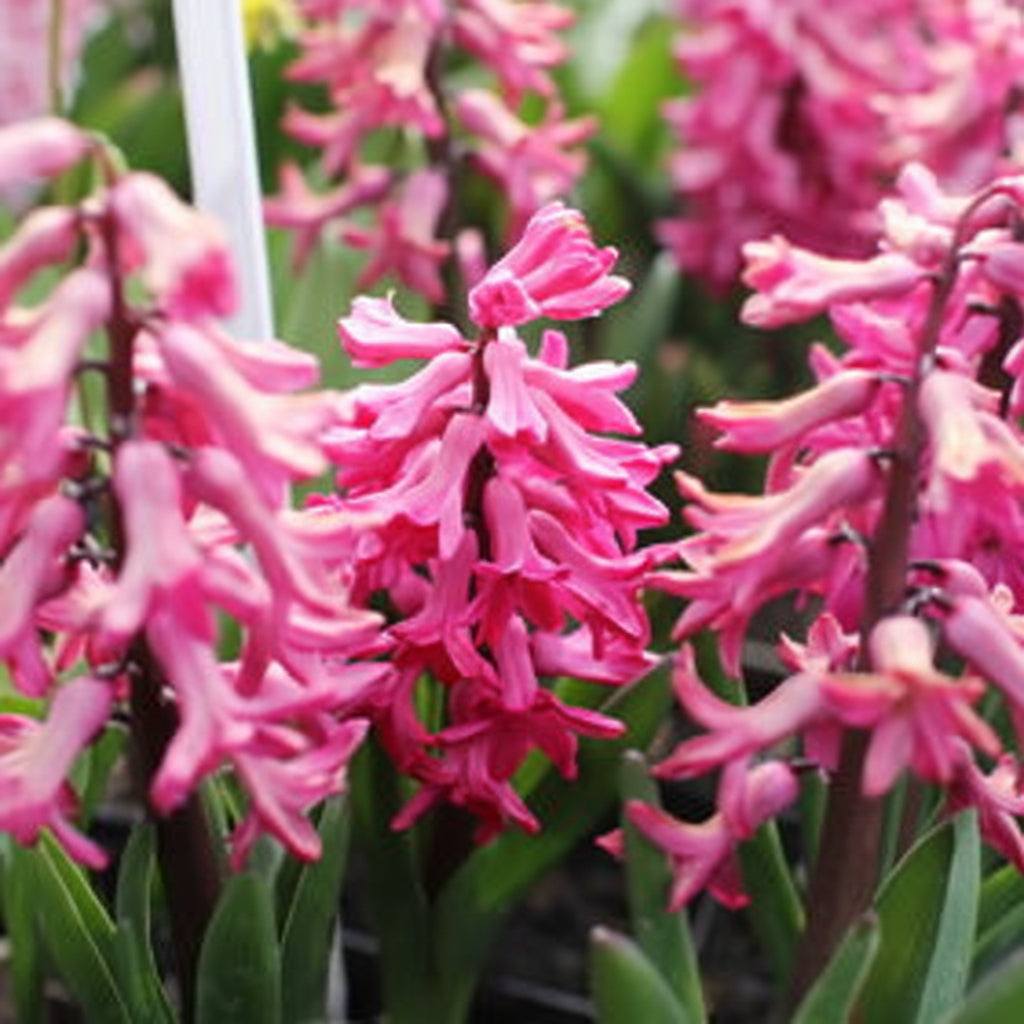 Bulbi de Zambile „Double Pink” 2 buc – bulbi de flori, fotografia 4 | Regatul Plantelor