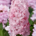 Bulbi de Zambile „Prince of Love” 2 buc – bulbi de flori | Regatul Plantelor