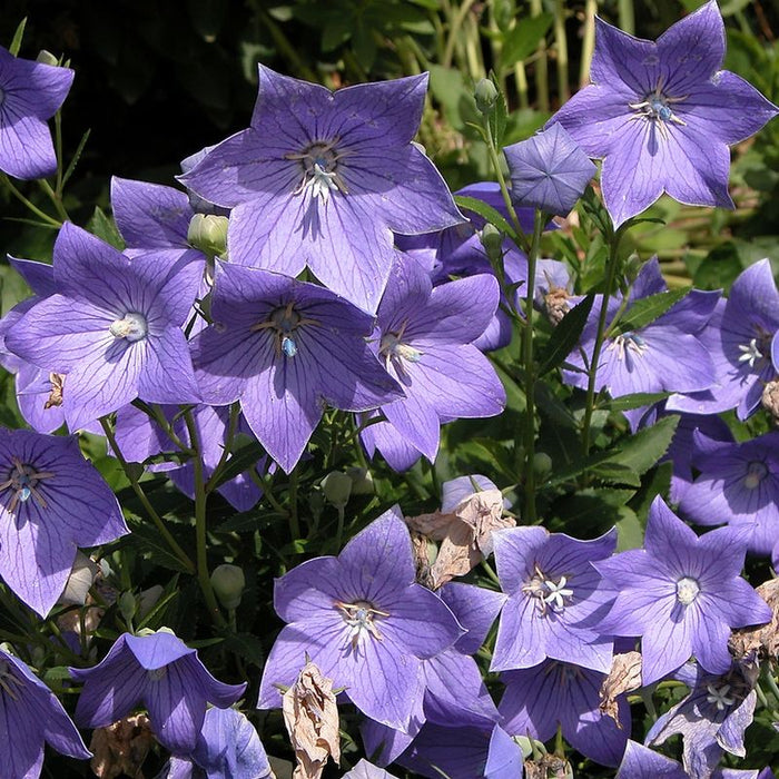 Floarea Balon ''Platycodon Mariesii''
