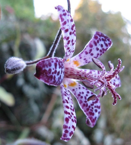 Orhideea de gradina ''Tricyrtis Formosana'',  2 bucăți