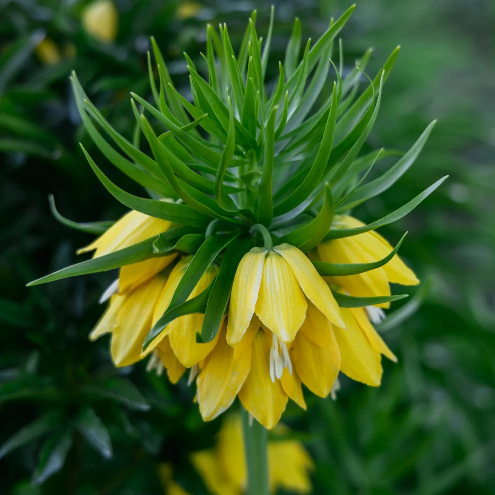 Bulbi de Fritillaria "Lutea", 1 Bucata