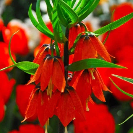 Bulb de Fritillaria "Rubra"