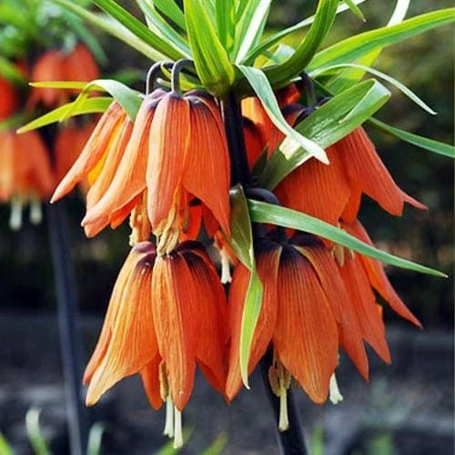 Bulbi de Fritillaria "Prolifera Imperialis"
