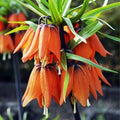 Bulbi de Fritillaria "Prolifera Imperialis"