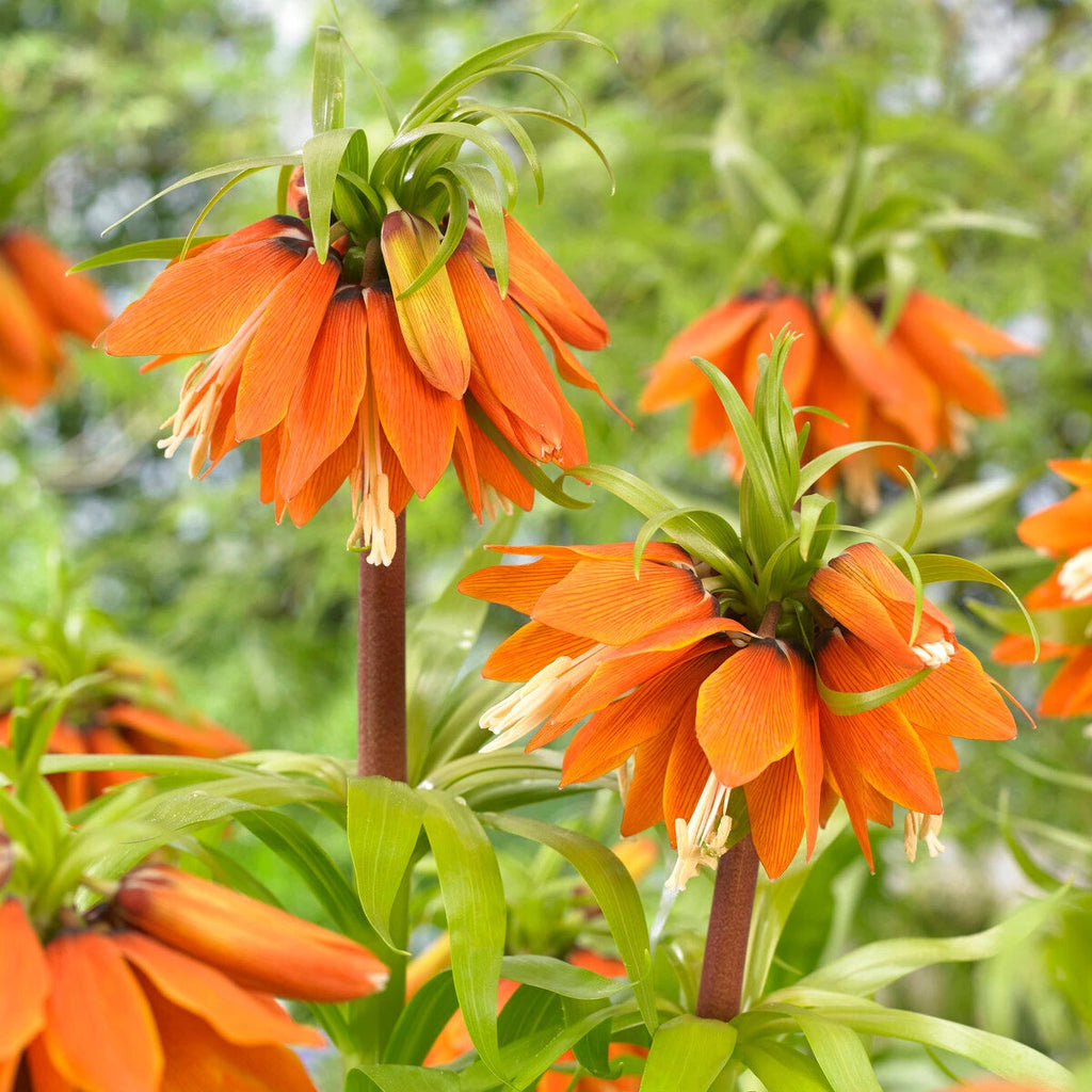 Bulbi de Fritillaria "Orange Beauty", 1 Bucata