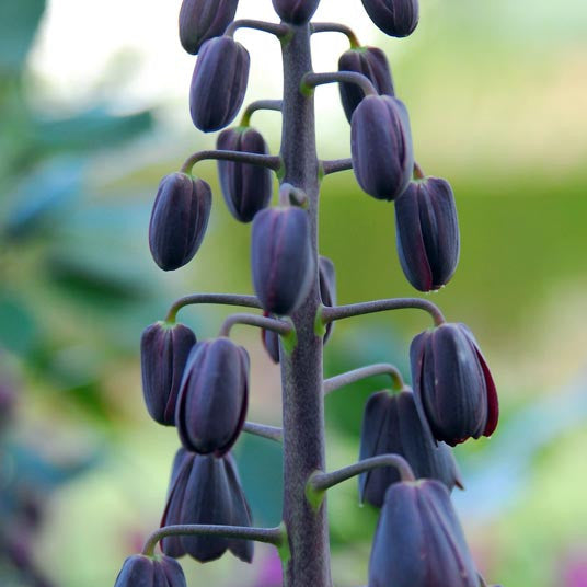Bulbi de Fritillaria "Persica Adiyaman", 1 Bucata