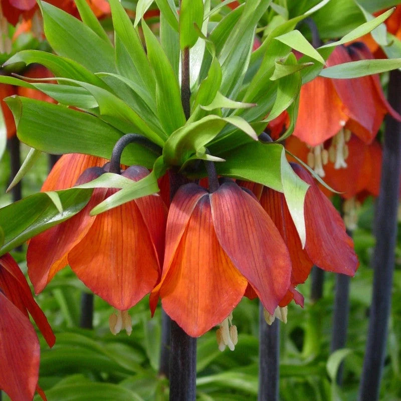 Bulb de Fritillaria "Rubra"