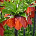 Bulb de Fritillaria "Rubra"
