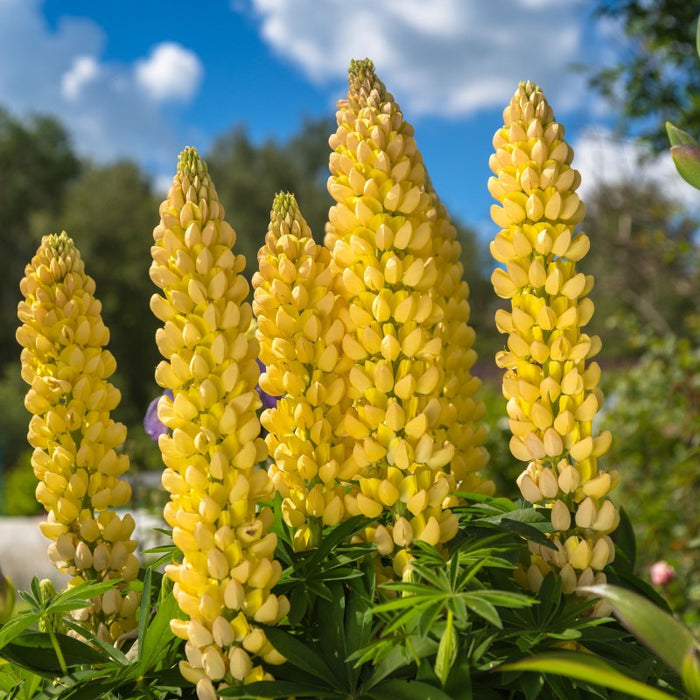Bulbi de Lupine, Galben, 2 Bucati