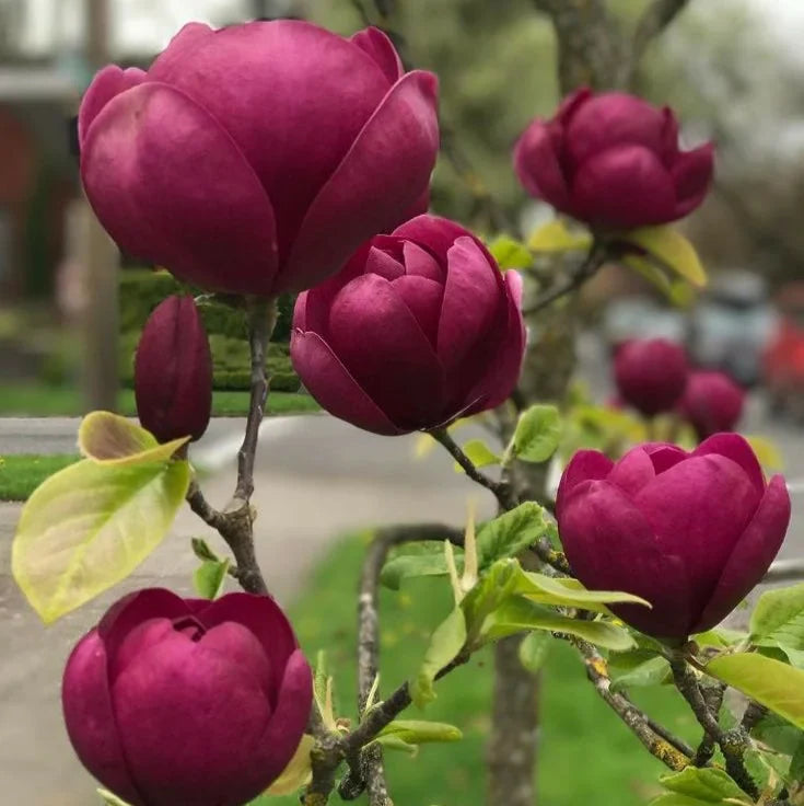 Magnolia "Genie", la ghiveci de 2L