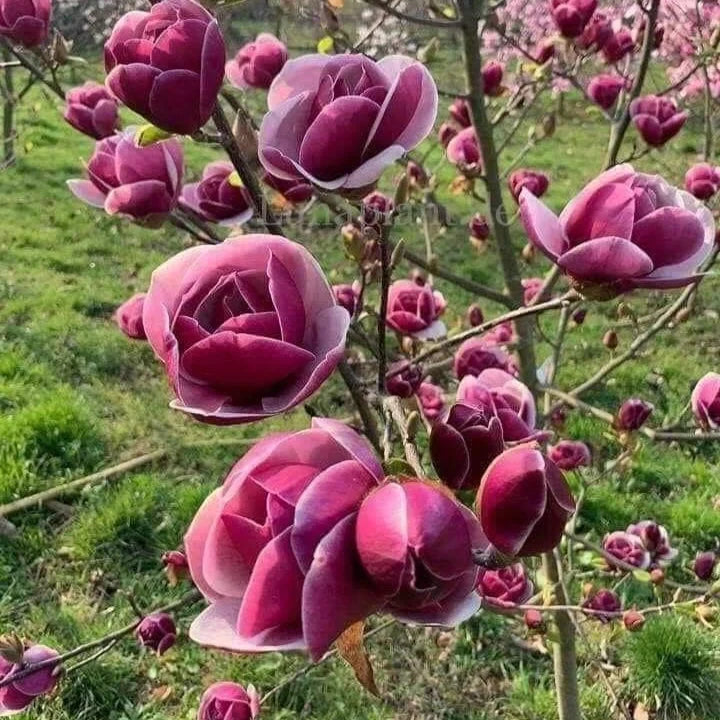 Magnolia "Genie", la ghiveci de 2L