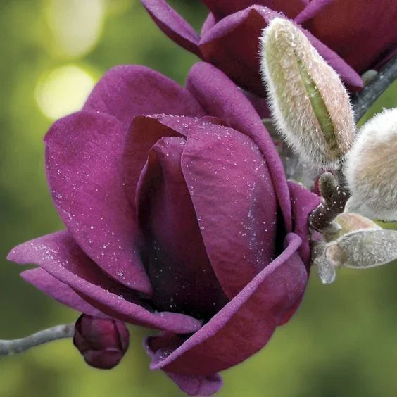 Magnolia "Genie", la ghiveci de 2L