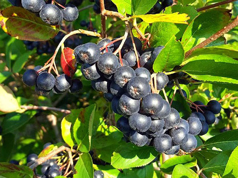 Aronia Hugin la ghiveci
