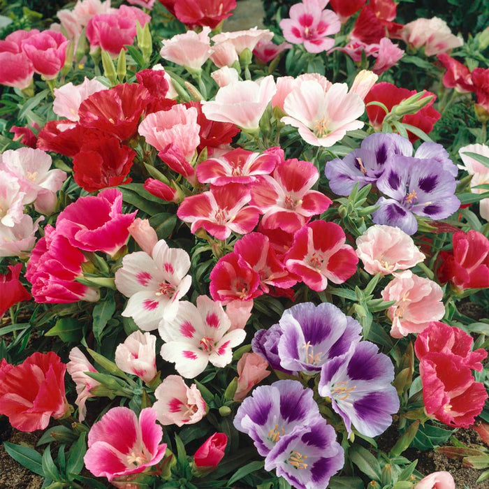 Seminte de Godetia Grandiflora  "Azalee"
