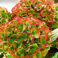 Hortensia "Green and Orange"