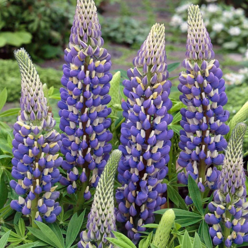 Cafeluta "Lupinus The Governor", 2 Bucati