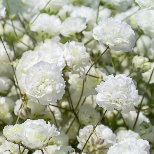 Floarea Miresei "Gypsophila Paniculata" 2 bucăți