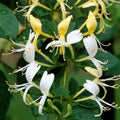 Mana Maicii Domnului "Lonicera Japonic Halls Prolific"