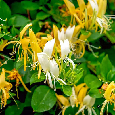 Mâna Maicii Domnului „Halliana”, la ghiveci P9 – plantă ornamentală | Regatul Plantelor