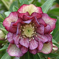 Helleborus ”Purple Veined White”, 1 Bucată
