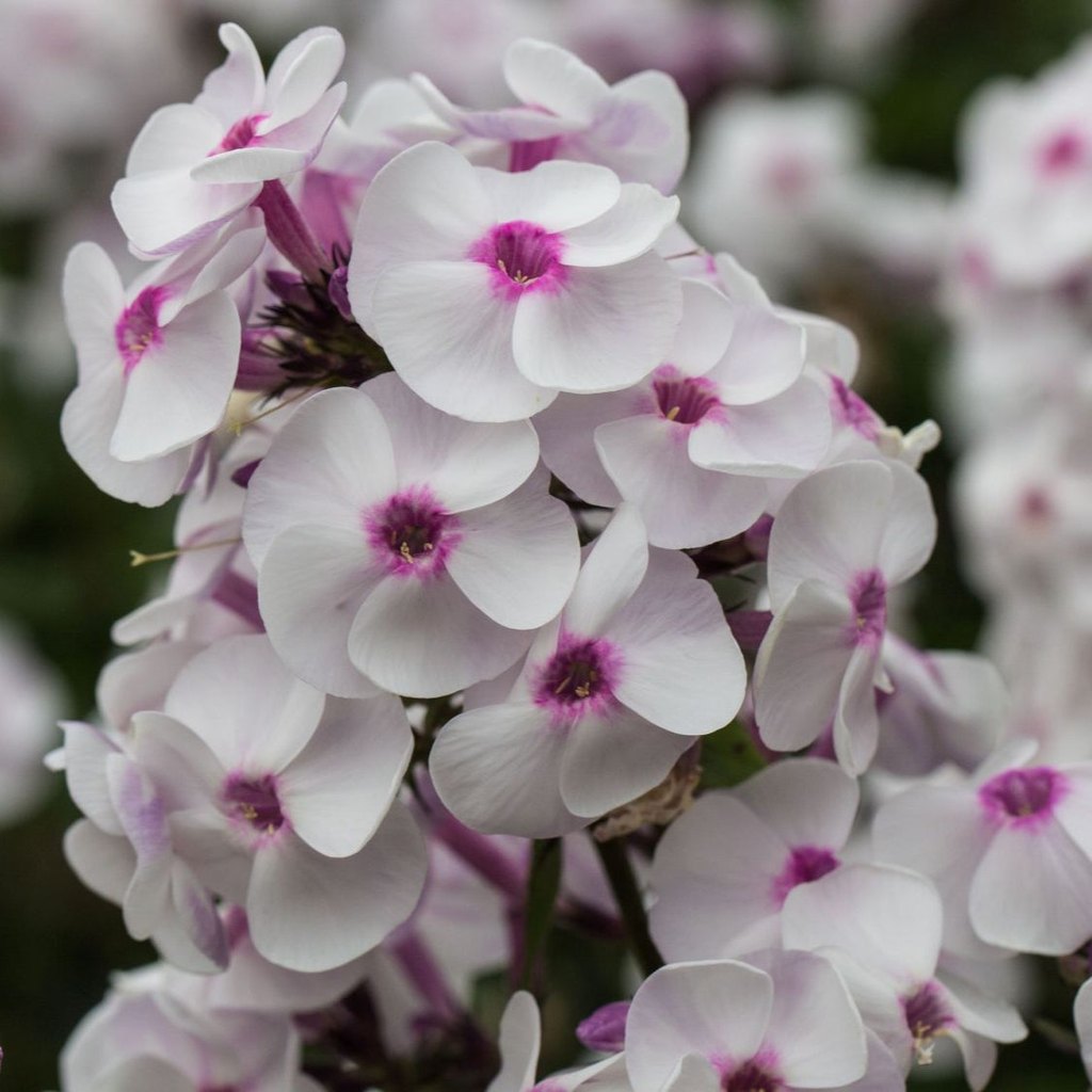 Bulbi de Phlox "Europe I", Brumarele, 2 Bucăți