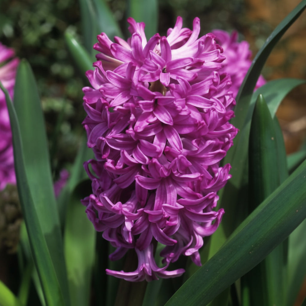 Zambilă Amethyst lila cu flori pline de culoare și farmec natural