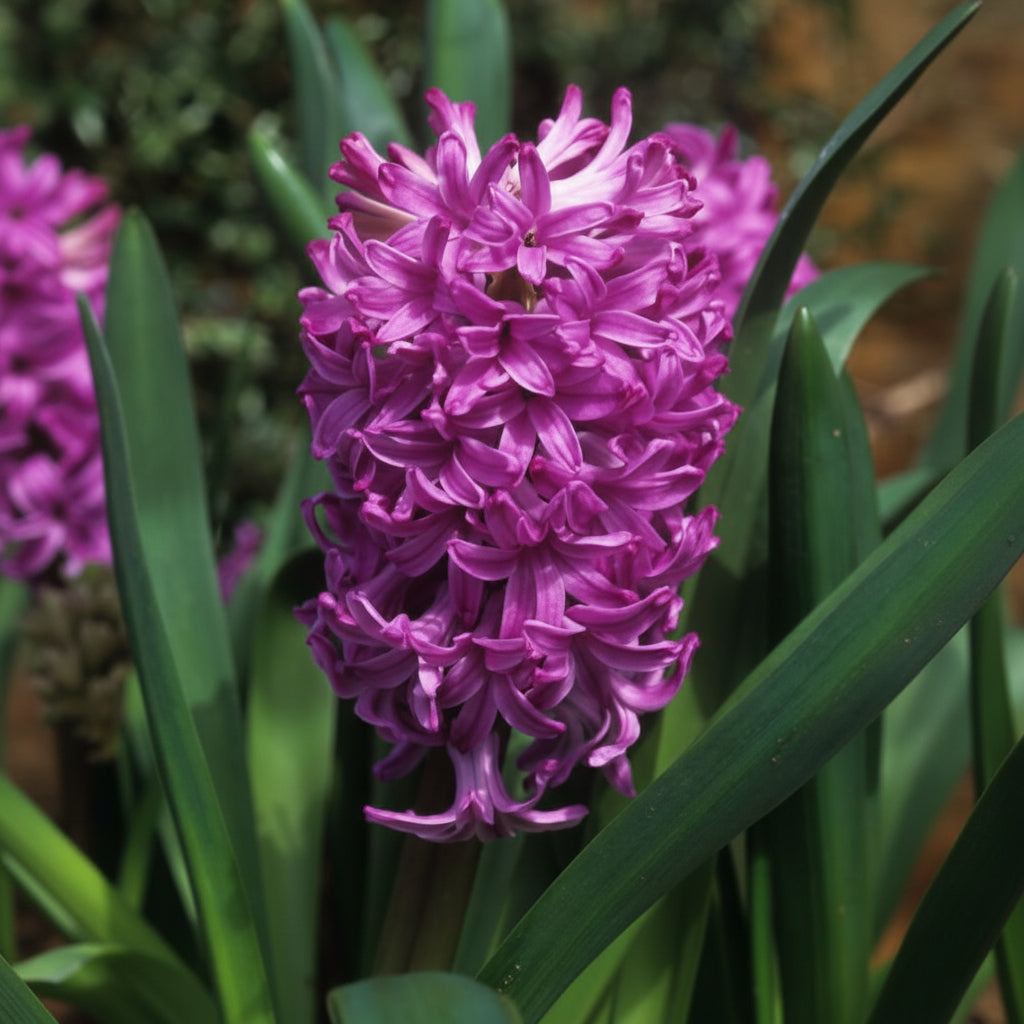 Bulbi de Zambile "Amethyst Dusk" 2 Buc