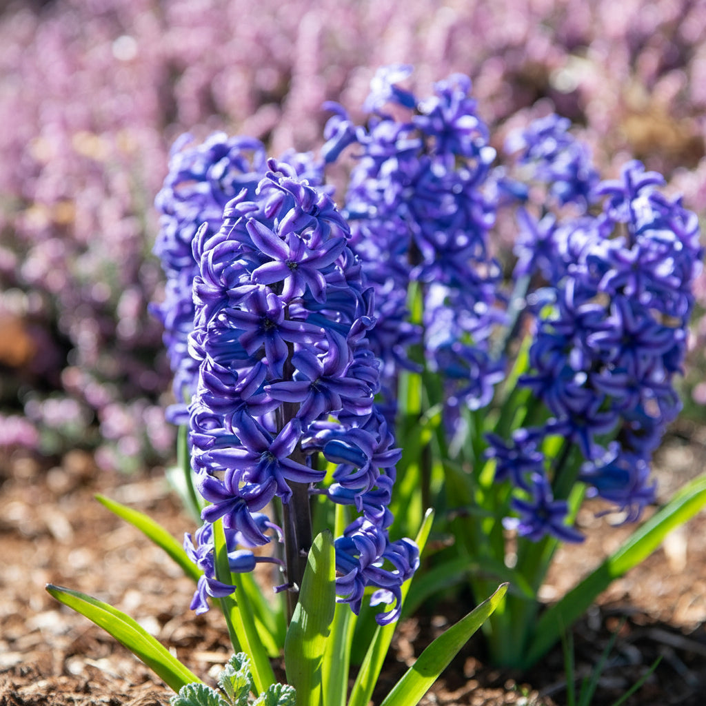 Bulbi de Zambile „Multiflora Blue” 2 buc – bulbi de flori | Regatul Plantelor