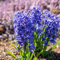 Bulbi de Zambile „Multiflora Blue” 2 buc – bulbi de flori | Regatul Plantelor