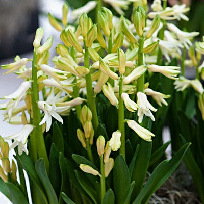 Bulbi de Zambile „Multiflora White” 2 buc – bulbi de flori, fotografia 3 | Regatul Plantelor