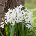 Bulbi de Zambile „Multiflora White” 2 buc – bulbi de flori | Regatul Plantelor