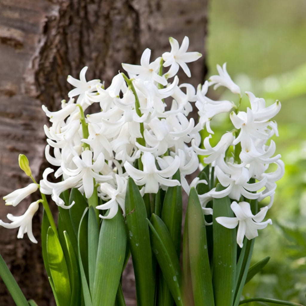 Bulbi de Zambile „Multiflora White” 2 buc – bulbi de flori | Regatul Plantelor