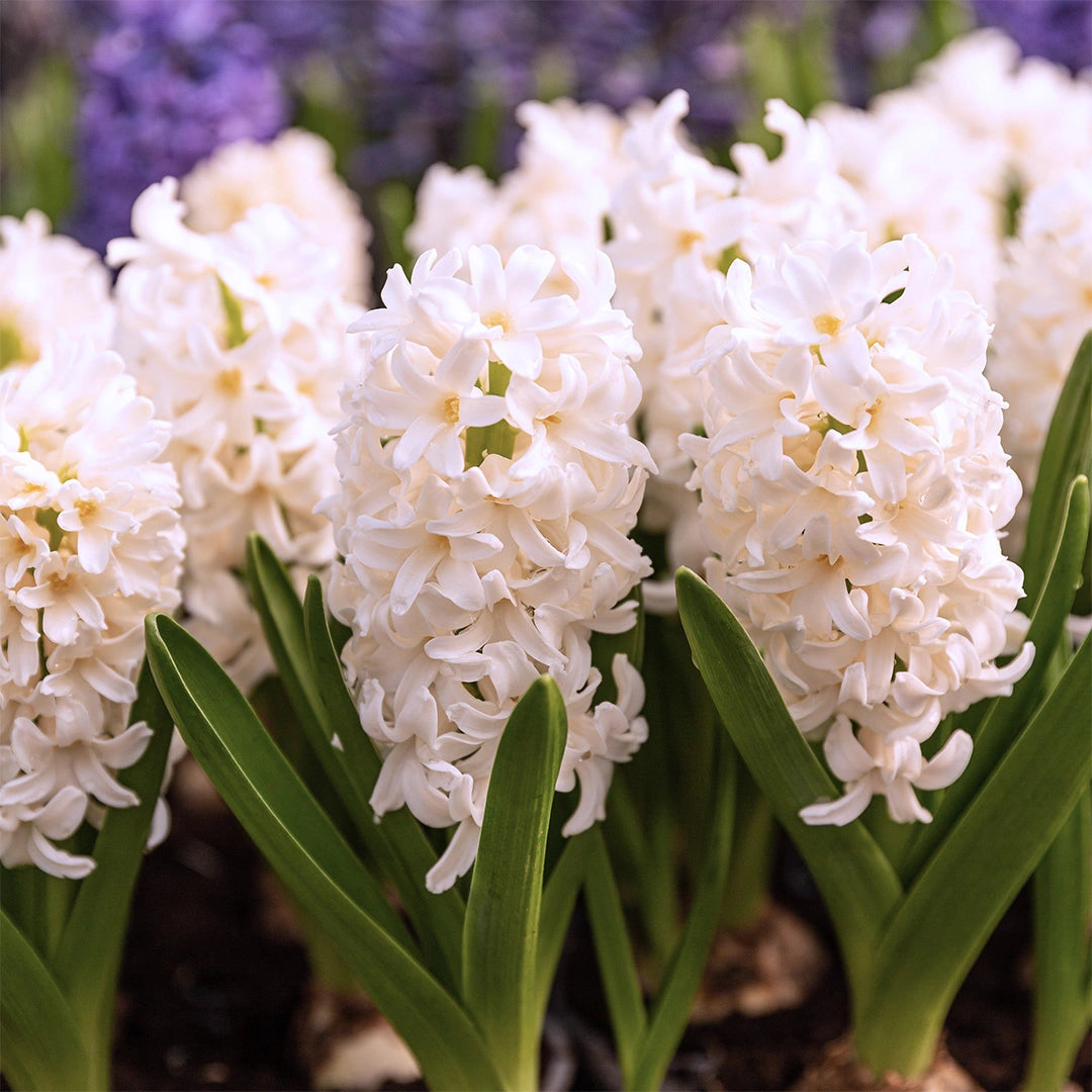 Bulbi de Zambile „Multiflora White” 2 buc – bulbi de flori, fotografia 4 | Regatul Plantelor