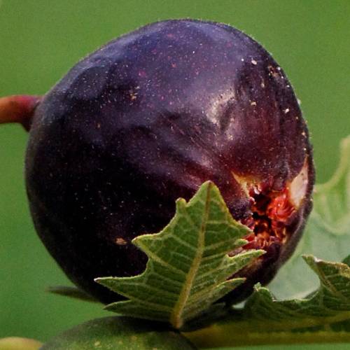 Smochin "Icecristal" la ghiveci