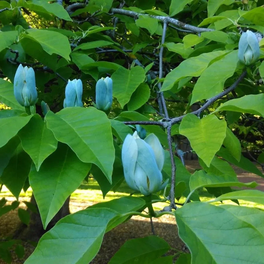 Magnolia "Blue Opal" la ghiveci