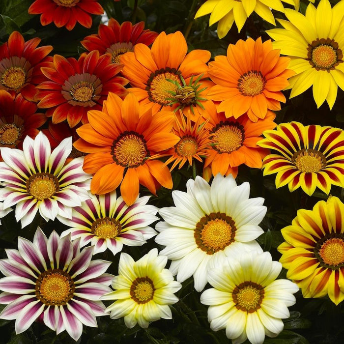 Seminte de Gazania Mix , 0.08 gr
