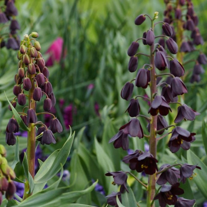 Bulbi de Fritillaria "Persica Adiyaman", 1 Bucata