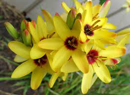 Bulbi de Ixia "Yellow Emperor", 3 Bucati