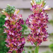 Bulbi de Tuberoza "Cinderella", 2 Bucati