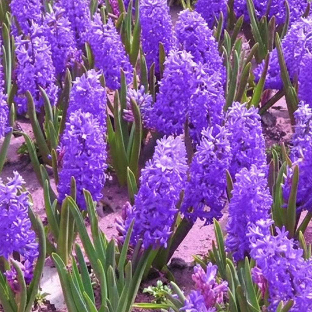 Bulbi Amethyst mov-lila cu flori parfumate și aspect atrăgător