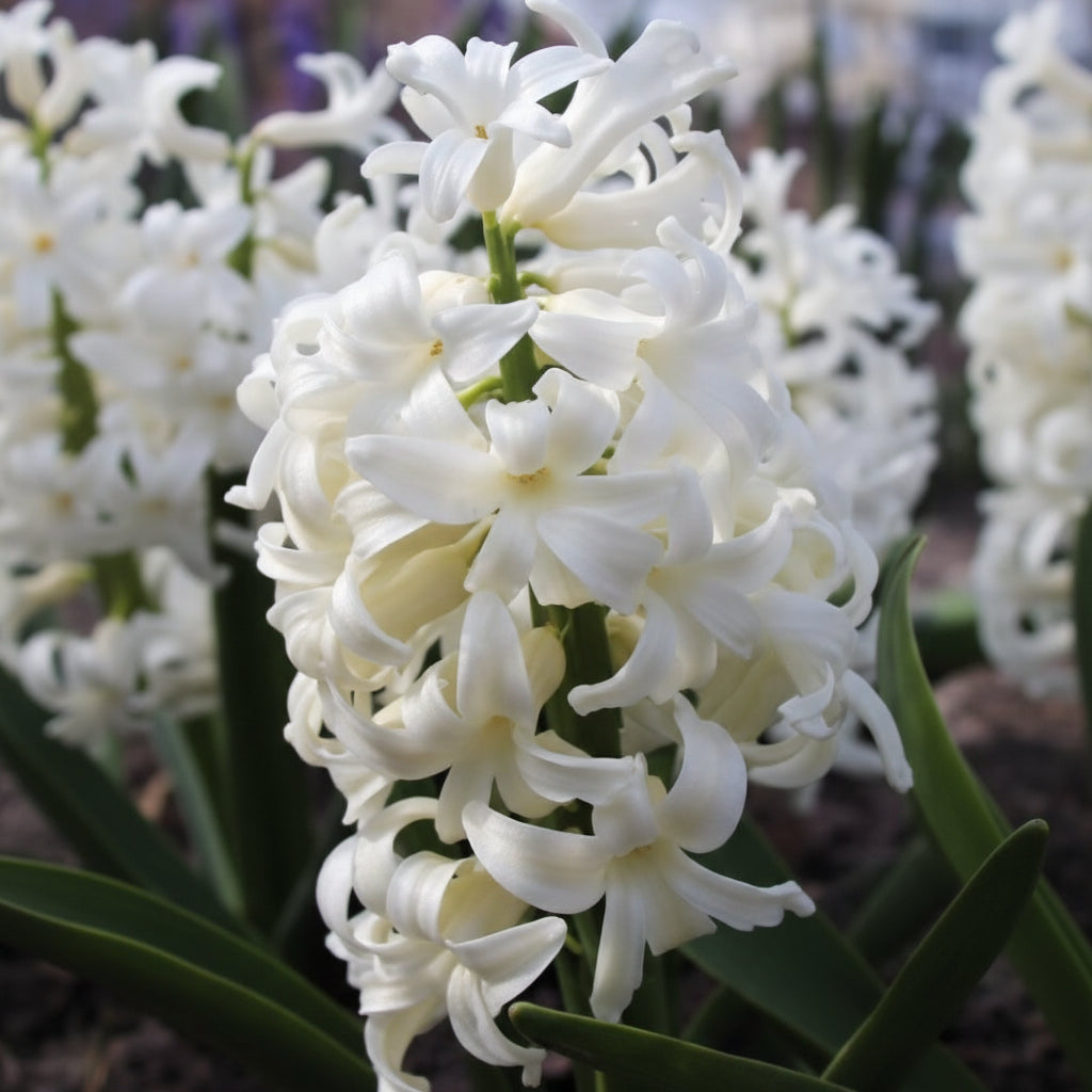 Bulbi de Zambile „White Pearl” 2 buc – bulbi de flori | Regatul Plantelor