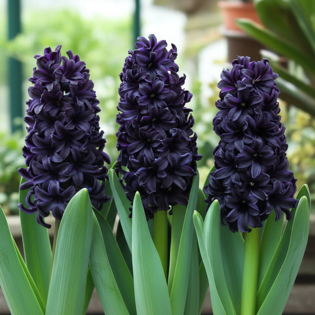 Bulbi de Zambile „Midnight Mystique” 2 buc – bulbi de flori | Regatul Plantelor