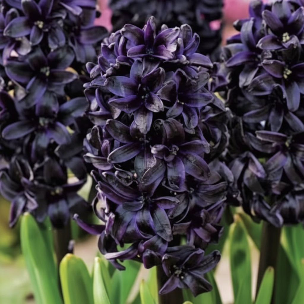 Bulbi de Zambile „Midnight Mystique” 2 buc – bulbi de flori, fotografia 3 | Regatul Plantelor
