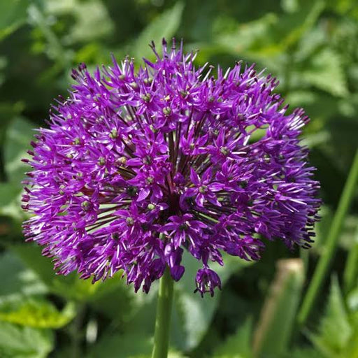 Bulbi de Allium "Aflatunense", 2 Bucati