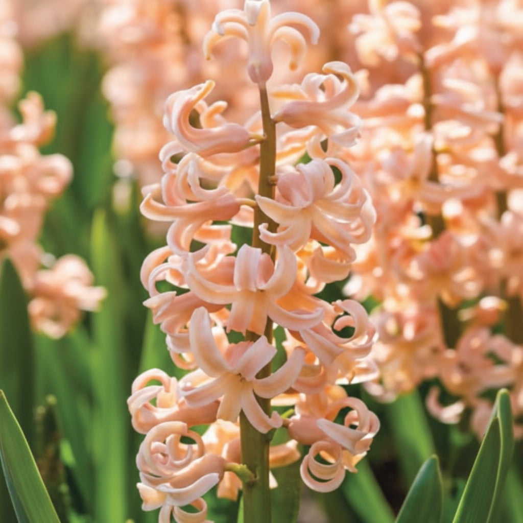 Bulbi de Zambile „Orange” 2 buc – bulbi de flori, fotografia 3 | Regatul Plantelor