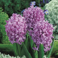 Bulbi de Zambile "Amethyst Dusk" 2 Buc